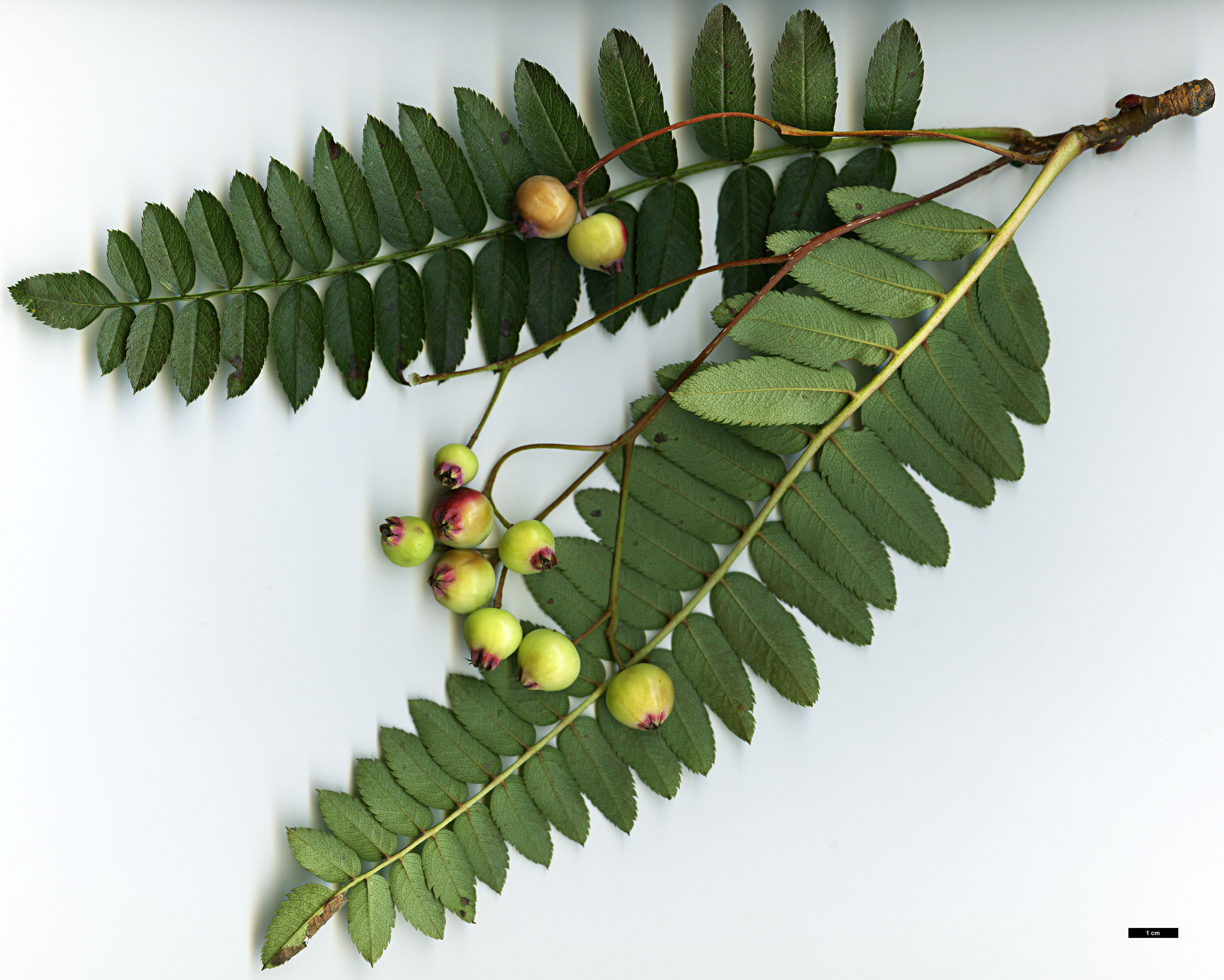 High resolution image: Family: Rosaceae - Genus: Sorbus - Taxon: KR 5000 (S. aff. filipes)